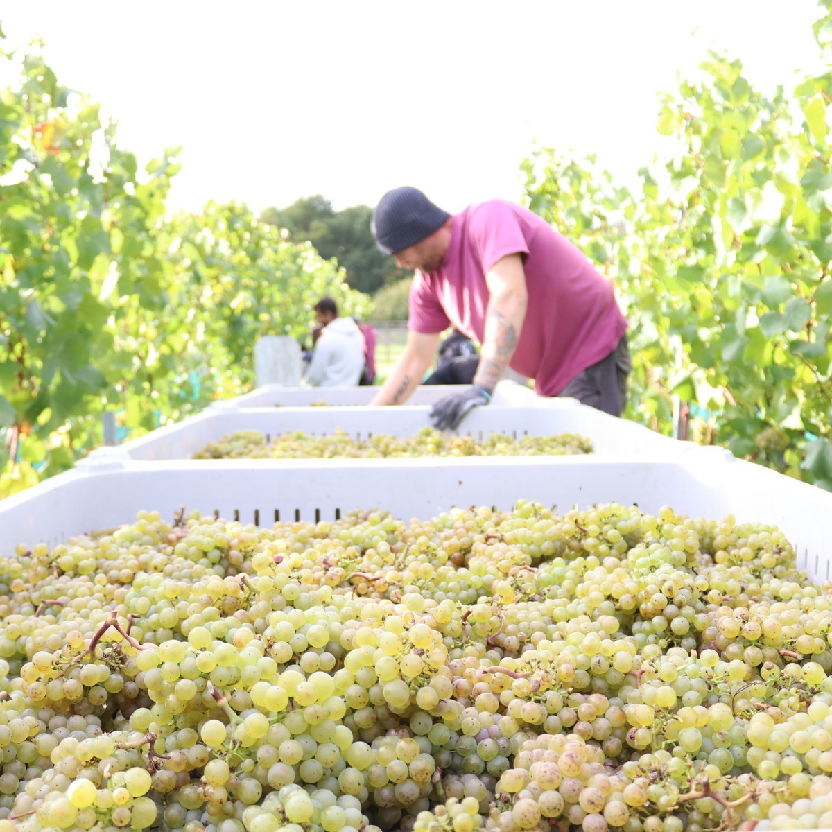 Chardonnay harvest